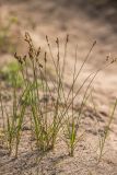 genus Carex