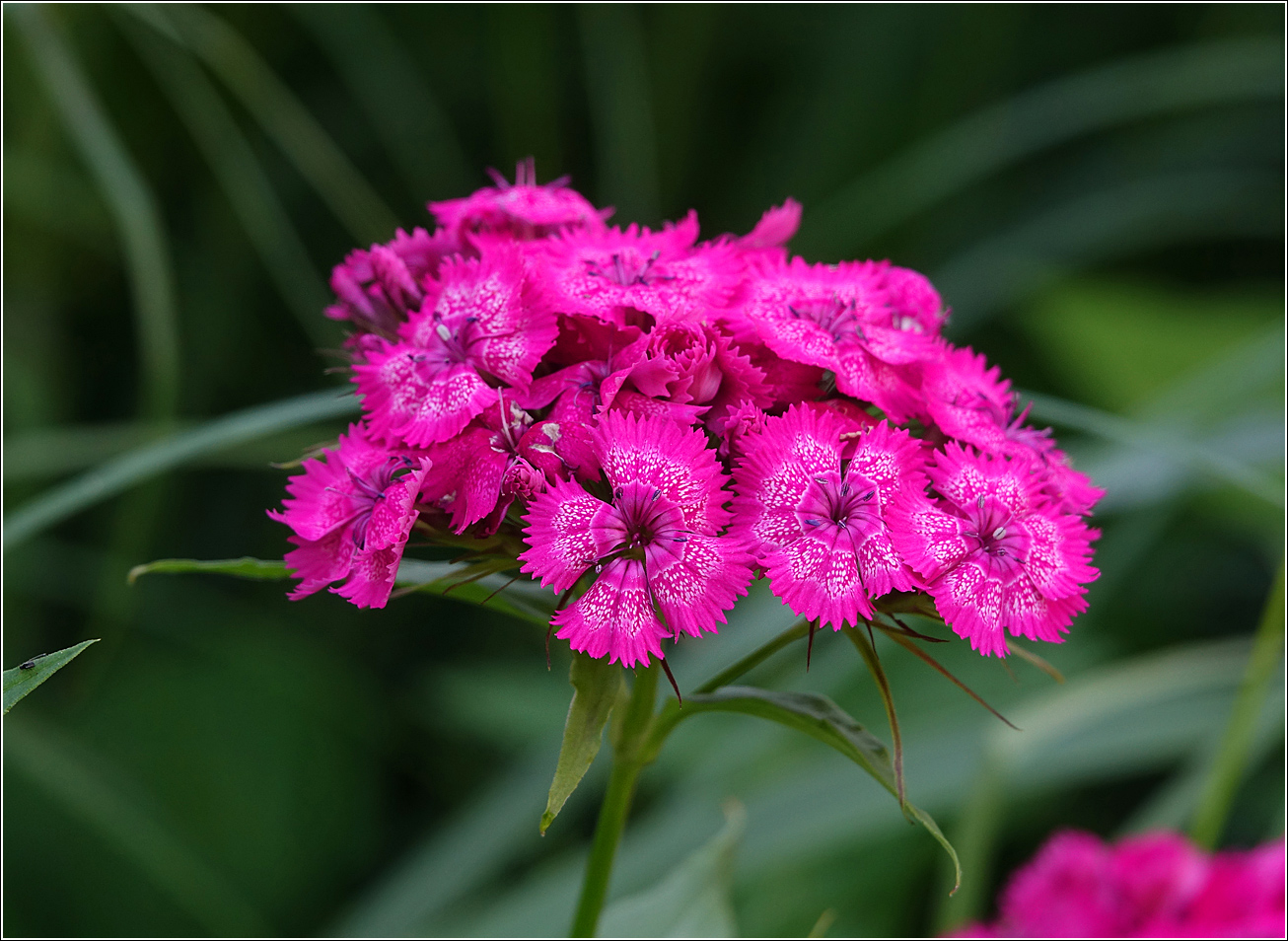 Изображение особи Dianthus barbatus.