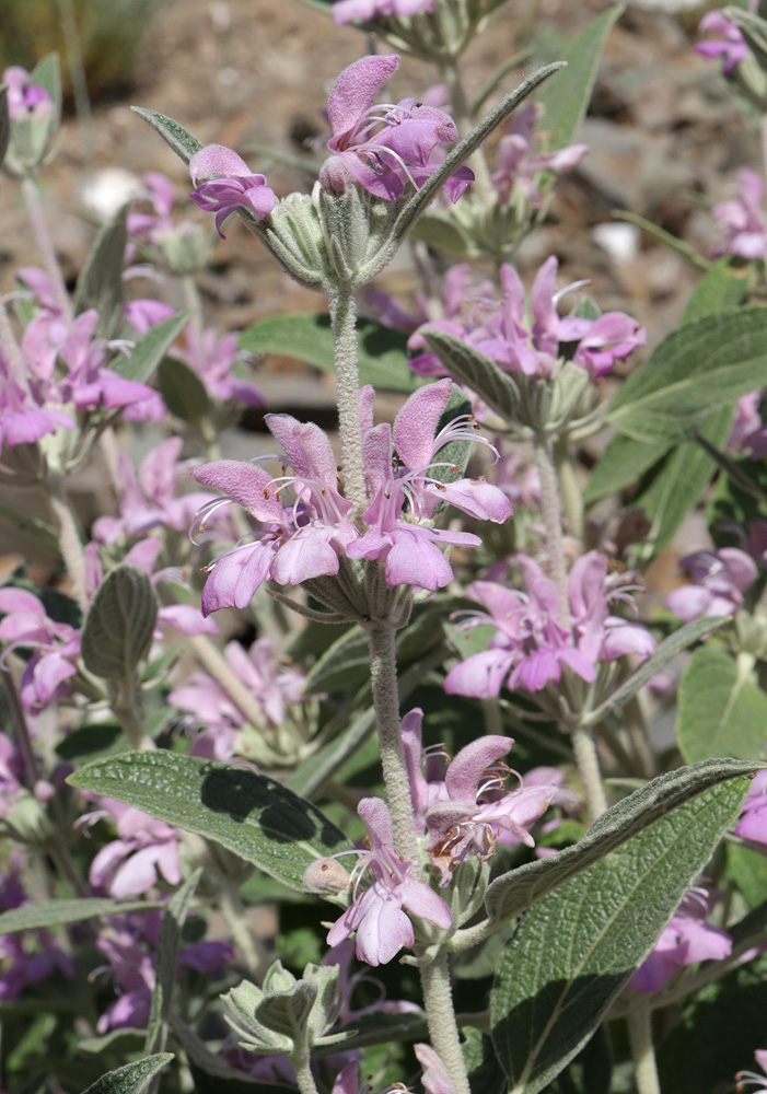 Изображение особи Phlomis thapsoides.