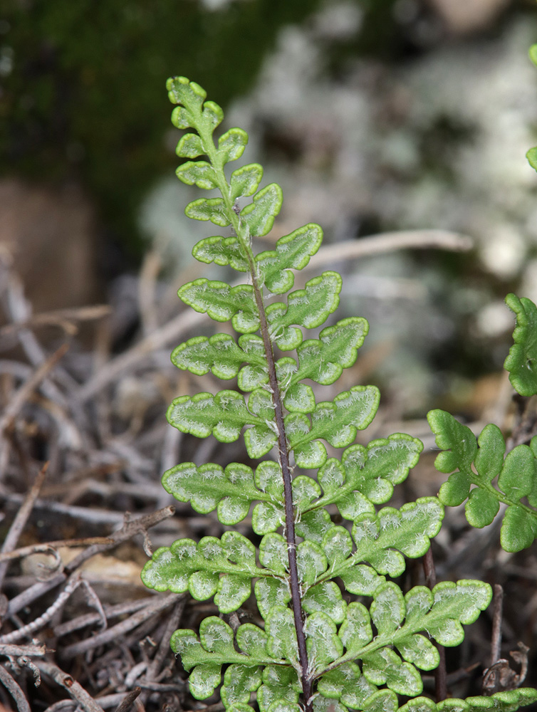 Image of Oeosporangium acrosticum specimen.