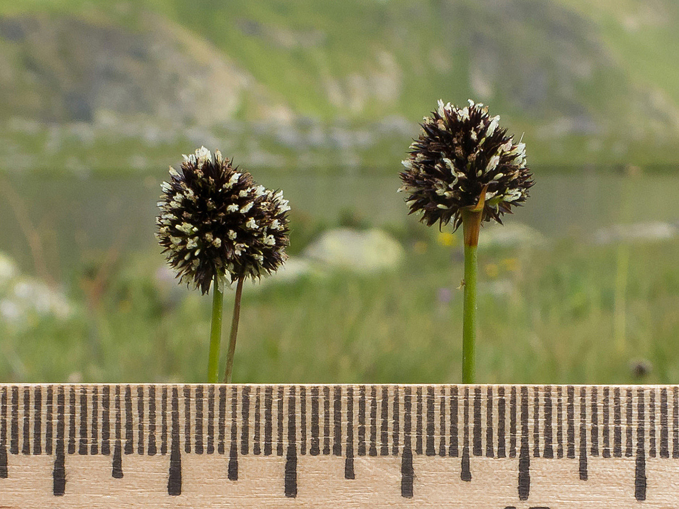 Изображение особи Juncus alpigenus.