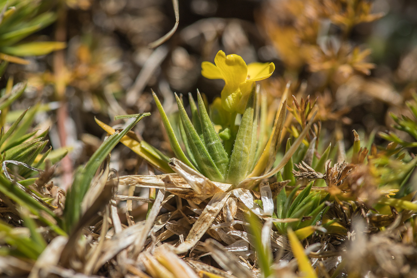 Изображение особи Draba scabra.