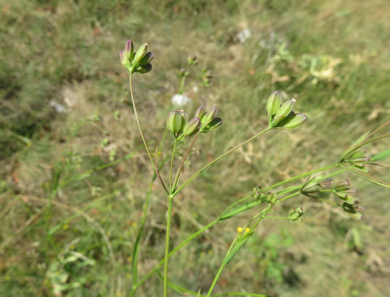 Image of Bupleurum praealtum specimen.