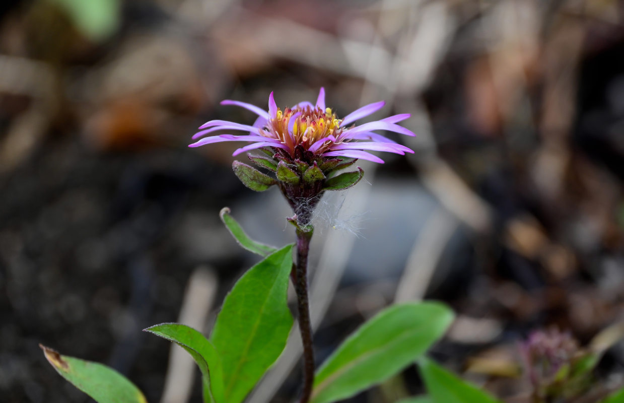 Image of Aster sibiricus specimen.