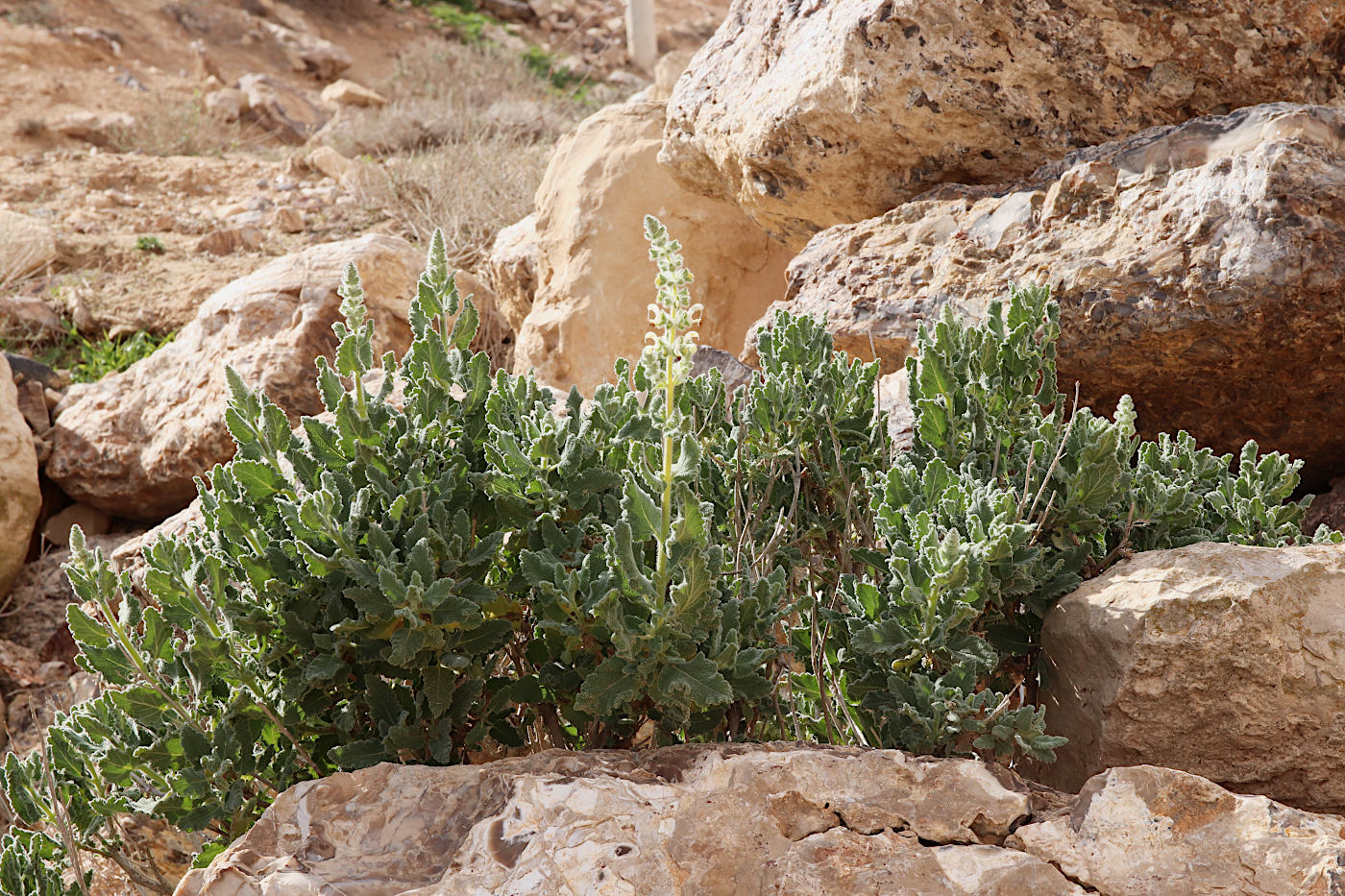 Image of Salvia dominica specimen.