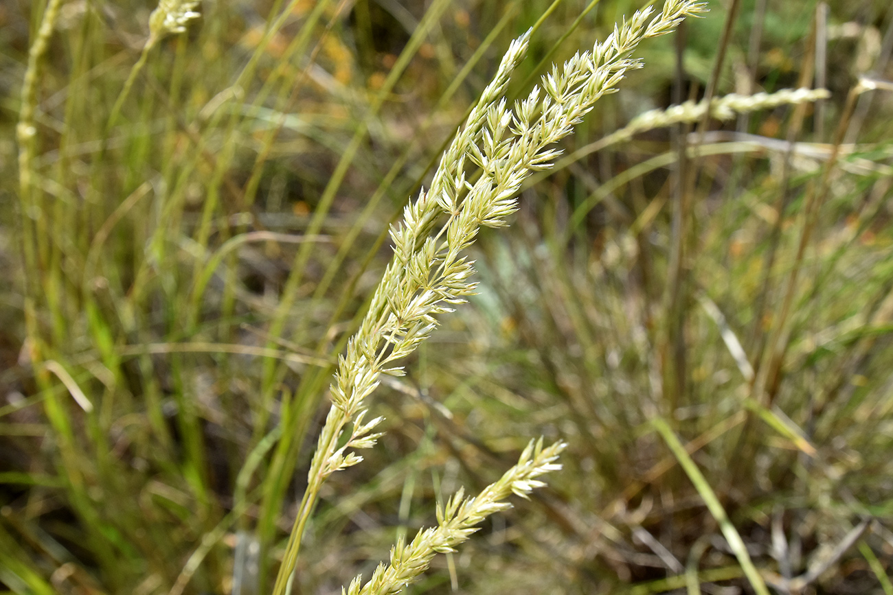 Image of genus Koeleria specimen.