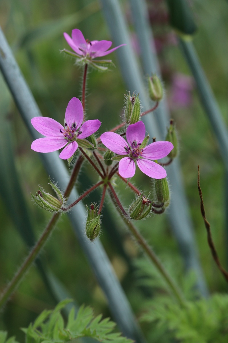 Изображение особи Erodium cicutarium.