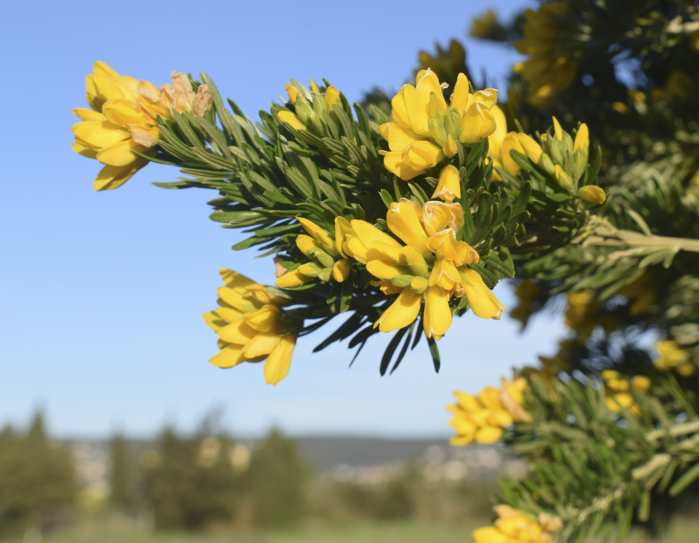 Изображение особи Genista linifolia.