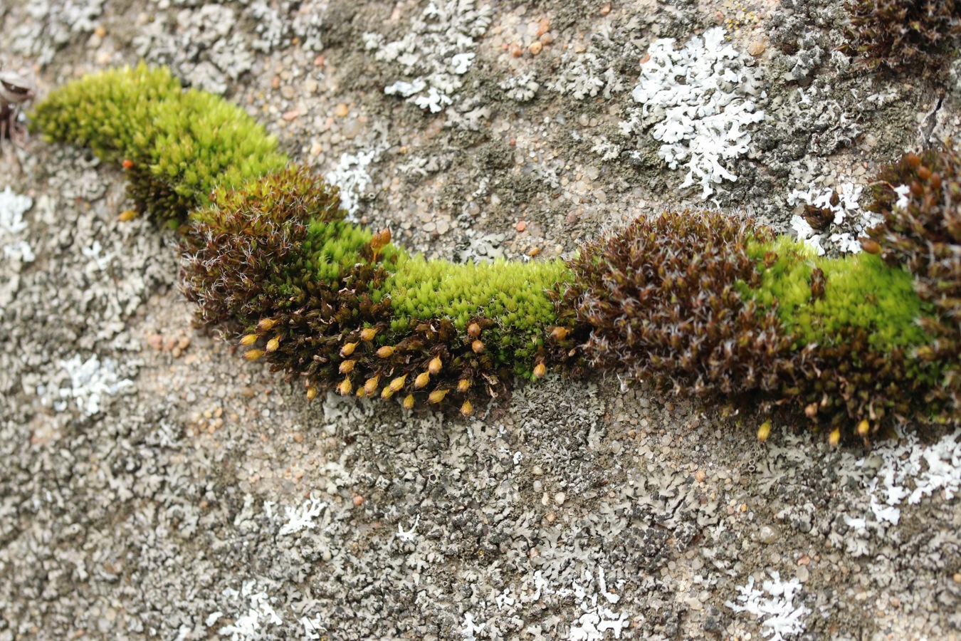 Image of Lewinskya speciosa specimen.