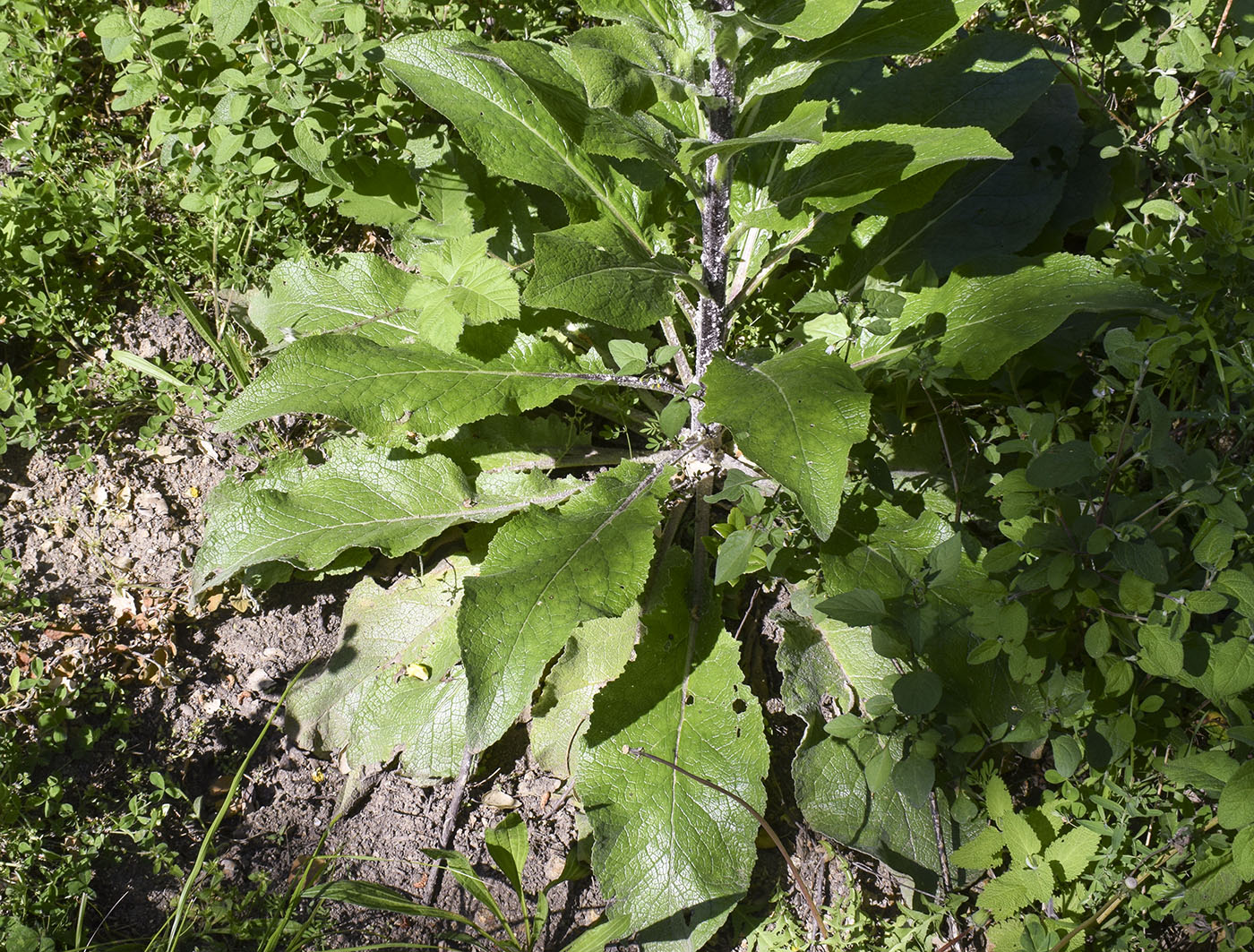 Image of Verbascum boerhavii specimen.