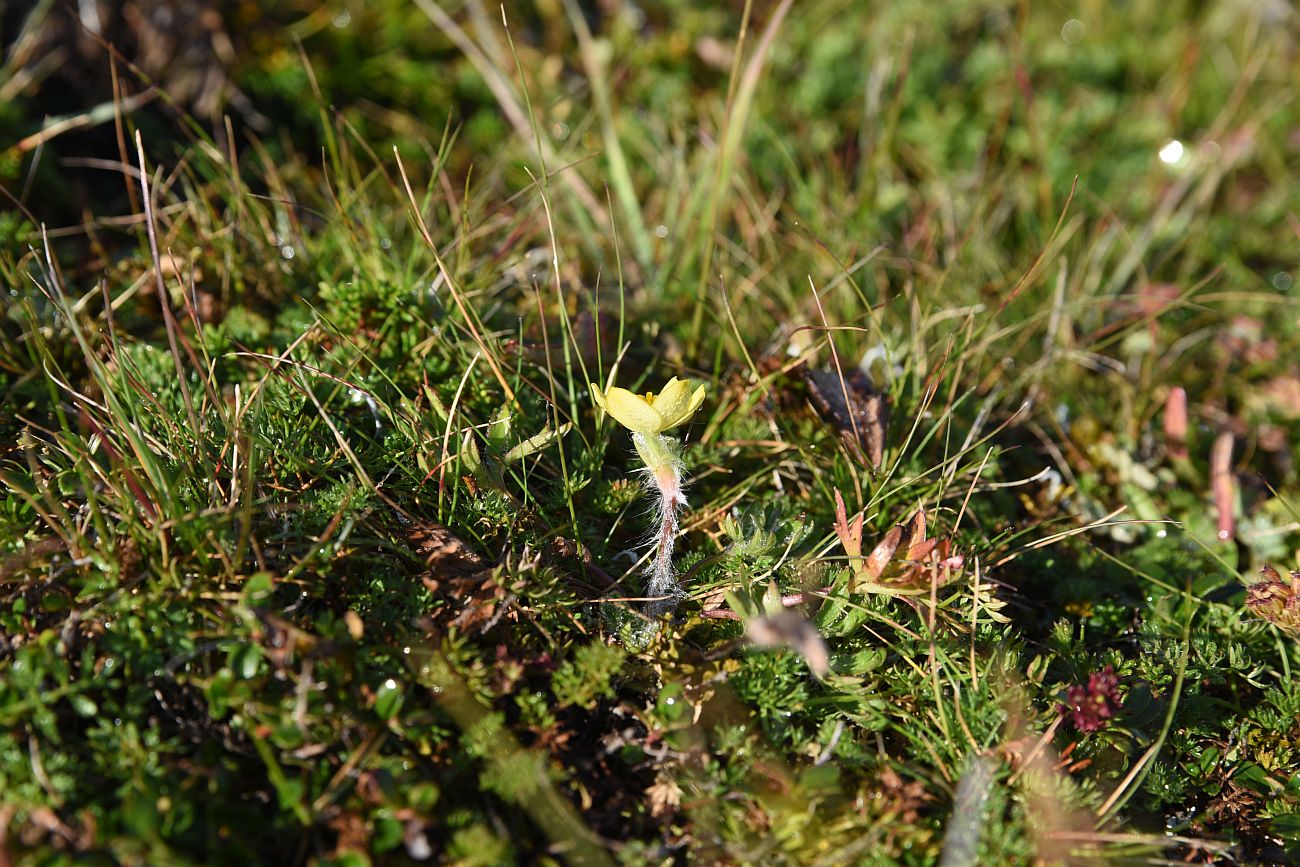 Image of Pulsatilla albana specimen.