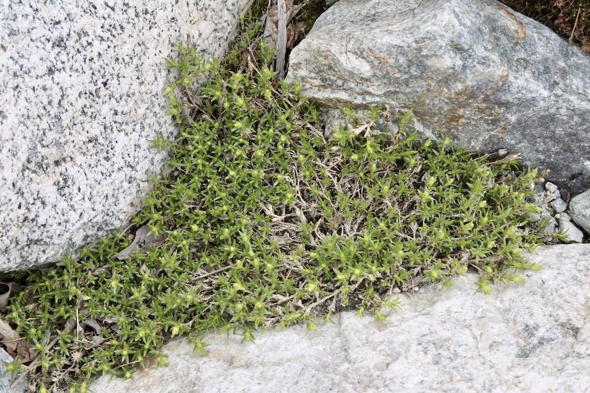 Image of Minuartia imbricata specimen.