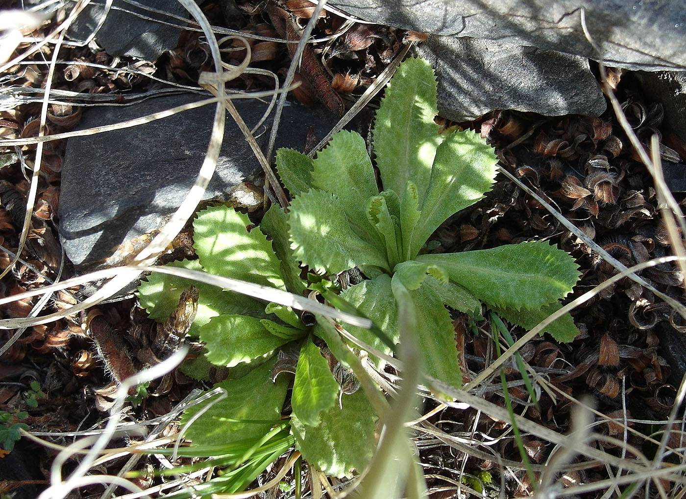 Image of Primula algida specimen.