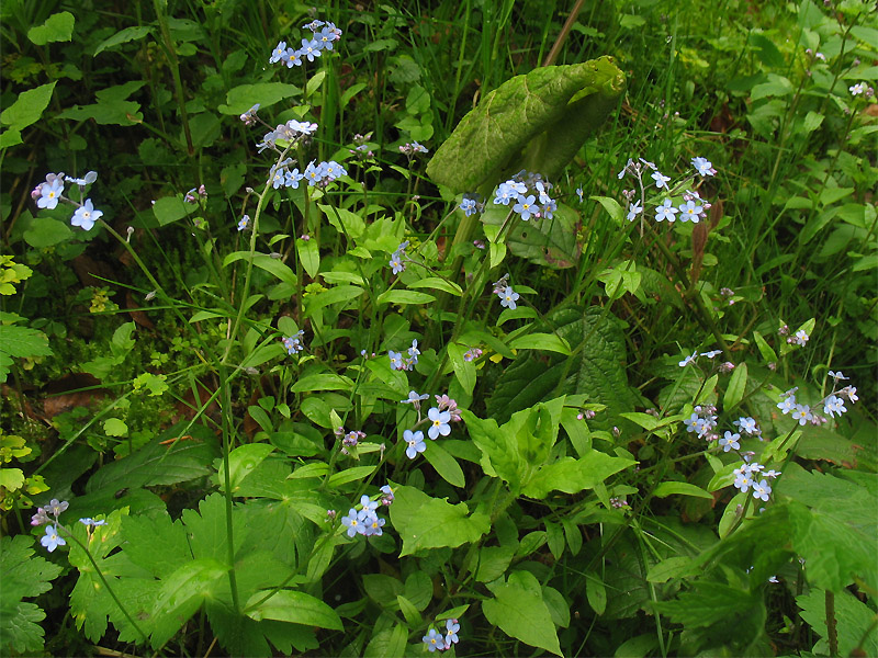 Image of Myosotis sylvatica specimen.