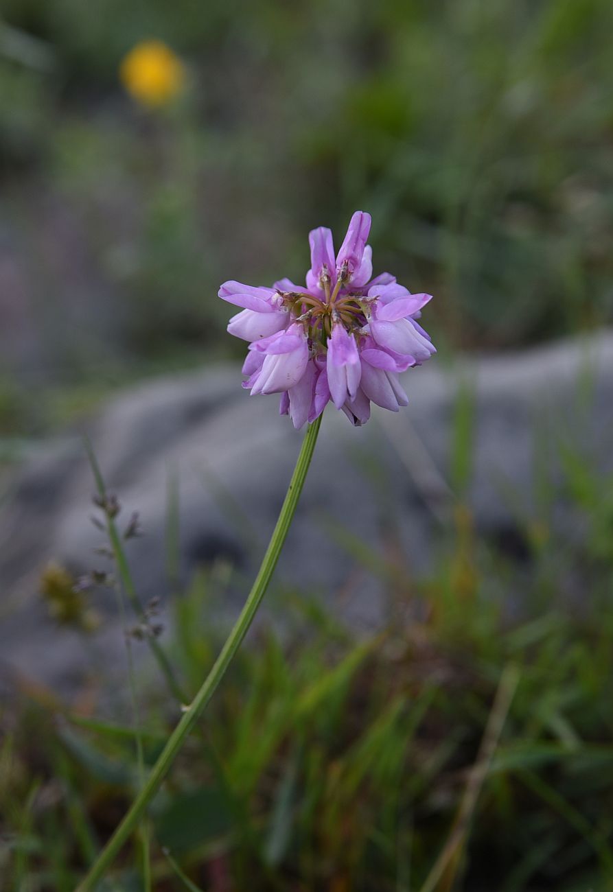 Image of Securigera varia specimen.