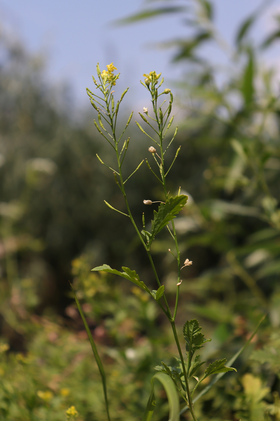 Изображение особи Rorippa sylvestris.