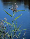 Phragmites australis. Верхушка цветущего растения. Московская обл., Пушкинский гор. округ, северо-восточное побережье Учинского водохранилища, в воде у берега. 27.07.2024.