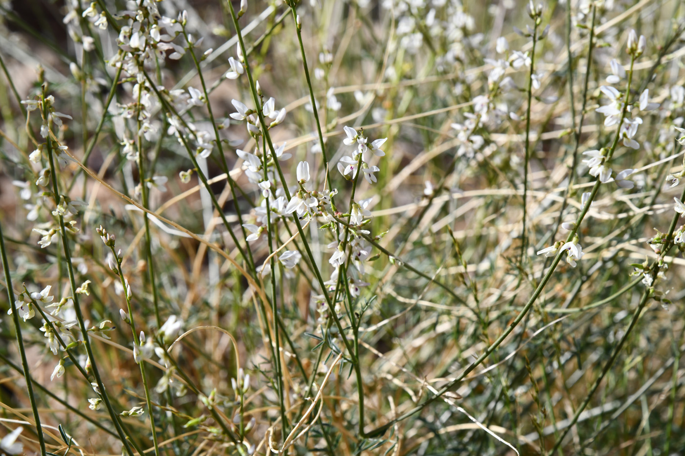 Изображение особи Astragalus pseudomacropterus.