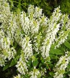 Salvia nemorosa. Цветущие растения (белоцветковый культивар). Карелия, Сортавальский р-н, о. Валаам, в культуре. Июль 2024 г.