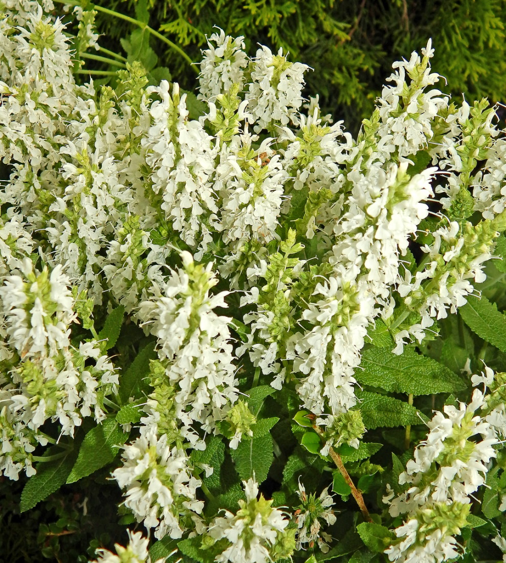 Image of Salvia nemorosa specimen.