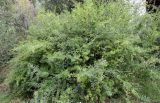 Ligustrum vulgare. Плодоносящее растение. Узбекистан, Наманганская обл., Чустский р-н, Ферганская долина, верховье кишлака Гова (G'ova), зона отдыха \"Нур\", берег реки, глинистая почва, в культуре. 23.07.2024.