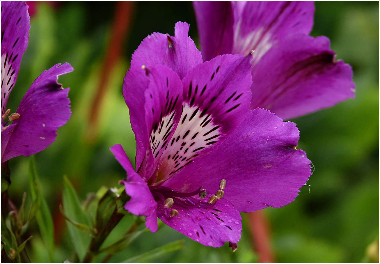 Изображение особи род Alstroemeria.