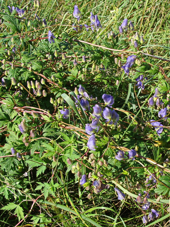 Изображение особи Aconitum sczukinii.