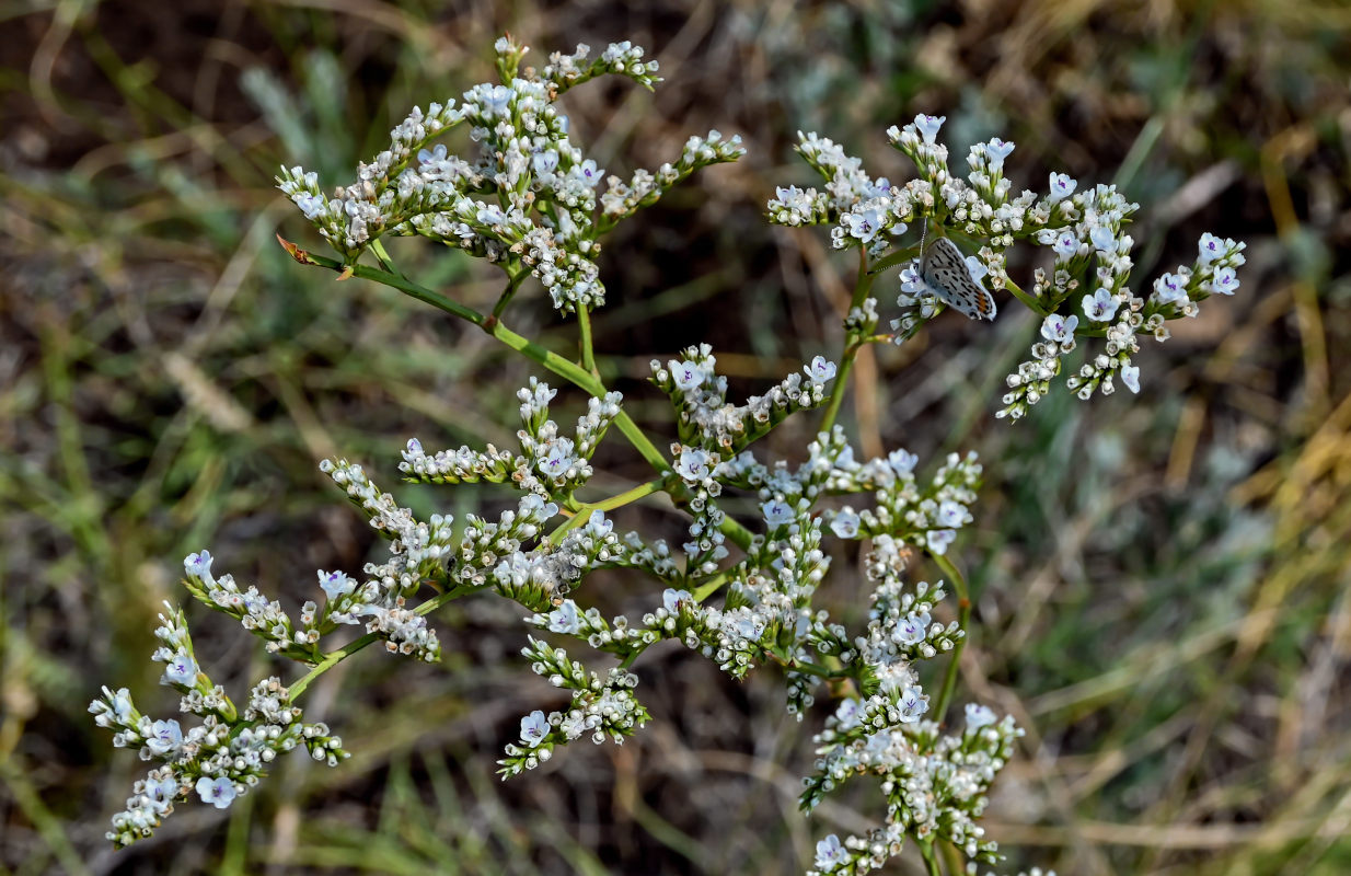 Изображение особи Goniolimon elatum.