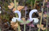 Salvia sclarea