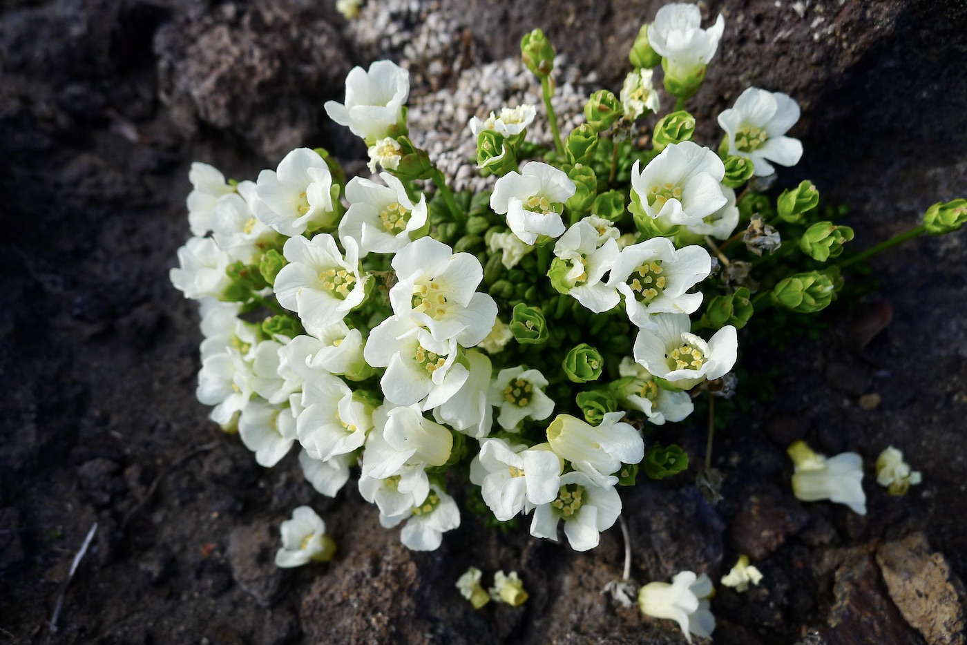 Image of Diapensia obovata specimen.