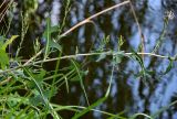 Lactuca serriola