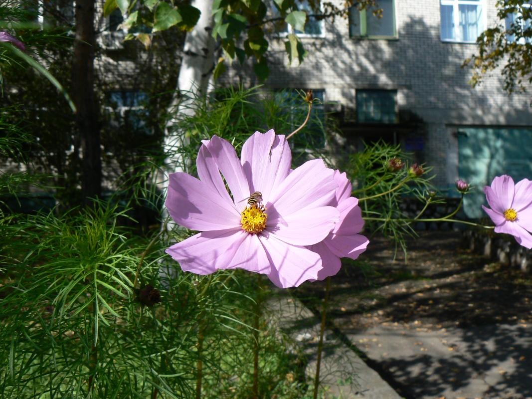 Изображение особи Cosmos bipinnatus.