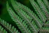 Dryopteris filix-mas