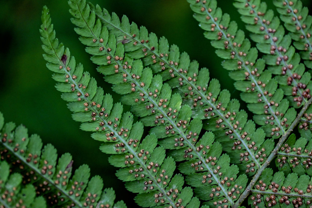 Image of Dryopteris filix-mas specimen.