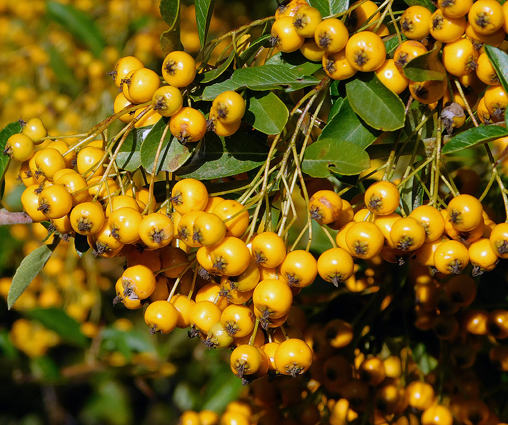 Image of Pyracantha crenulata specimen.