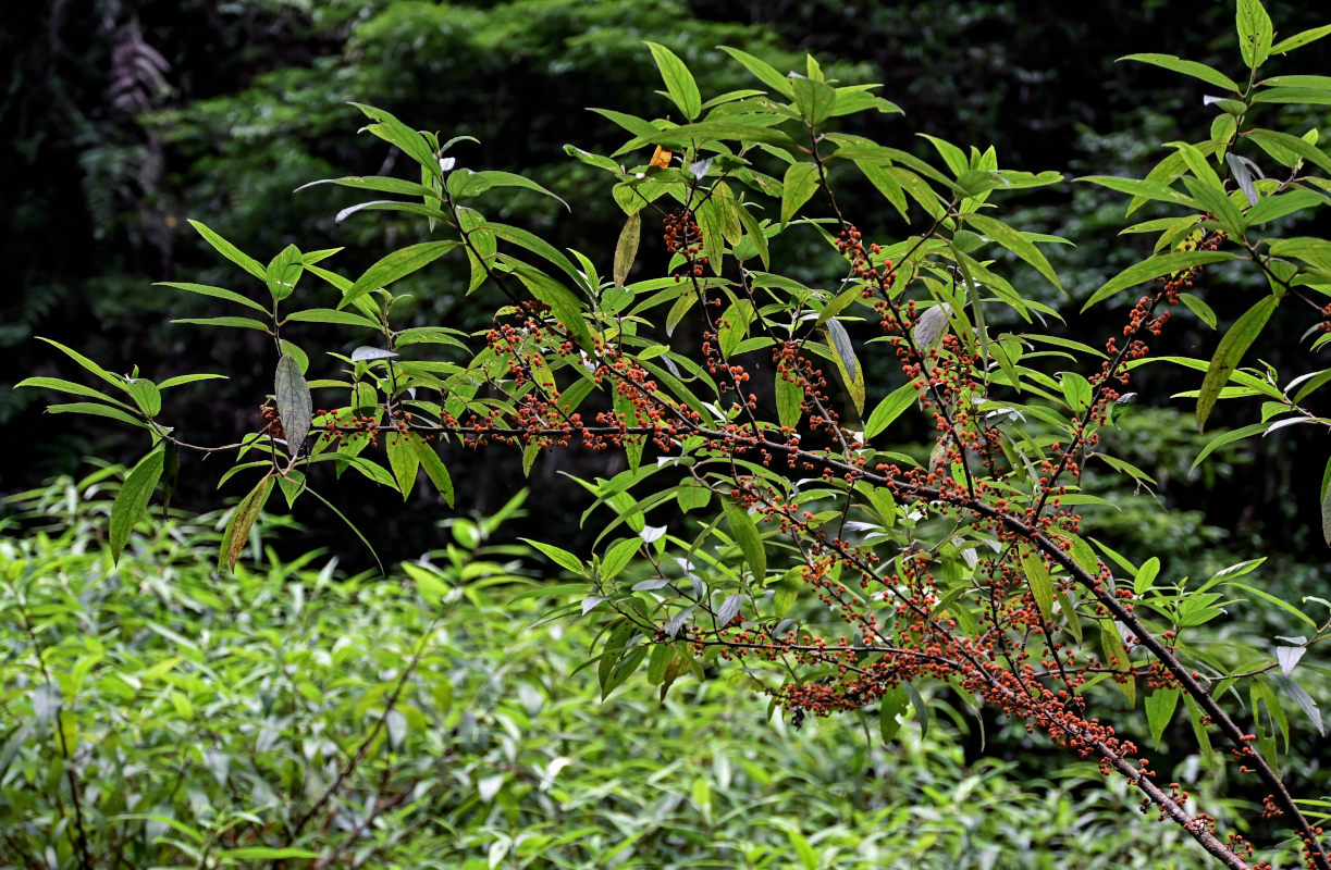 Image of Debregeasia longifolia specimen.