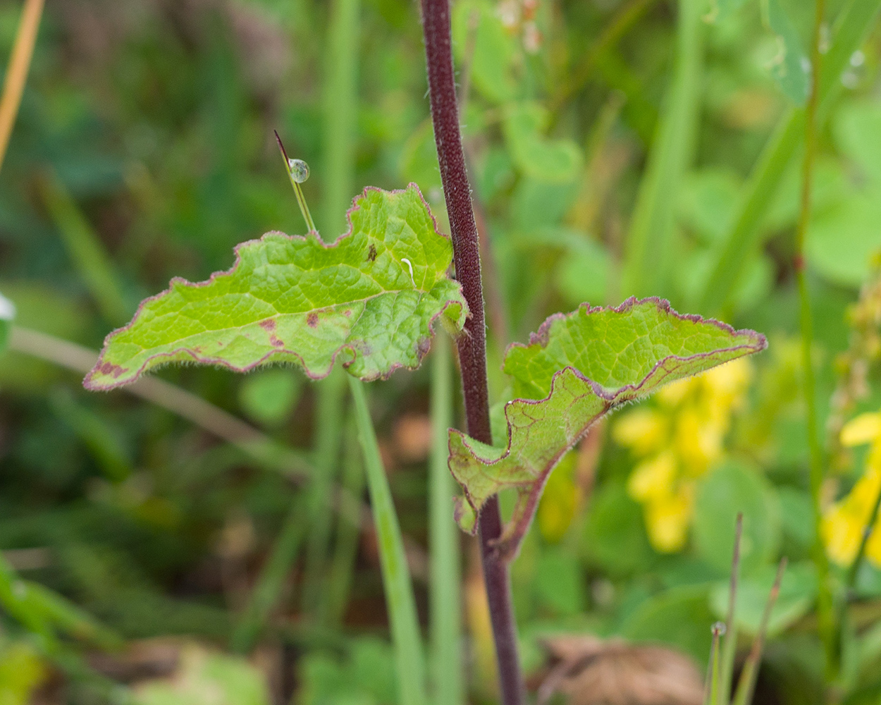 Изображение особи Campanula rapunculoides.