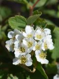 Spiraea pilosa