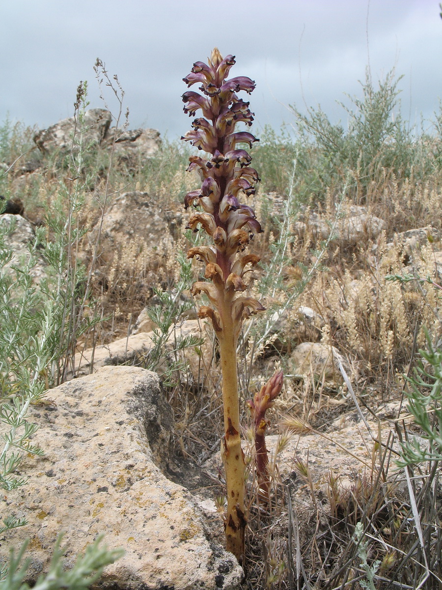 Image of Orobanche cumana specimen.