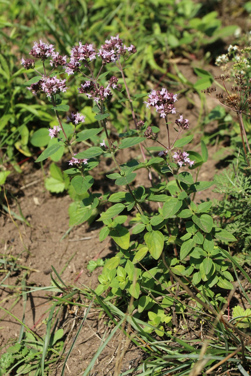 Image of Origanum vulgare specimen.