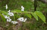 Смотреть изображение Cerasus avium