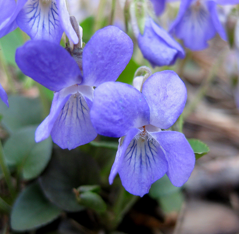 Image of Viola rupestris specimen.