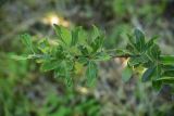 View full-size image genus Pyrus