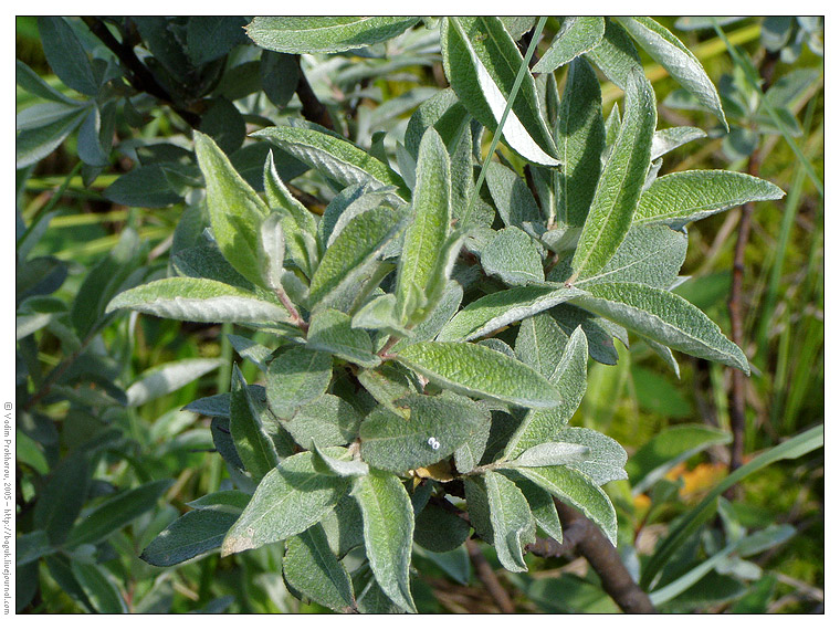 Image of Salix lapponum specimen.