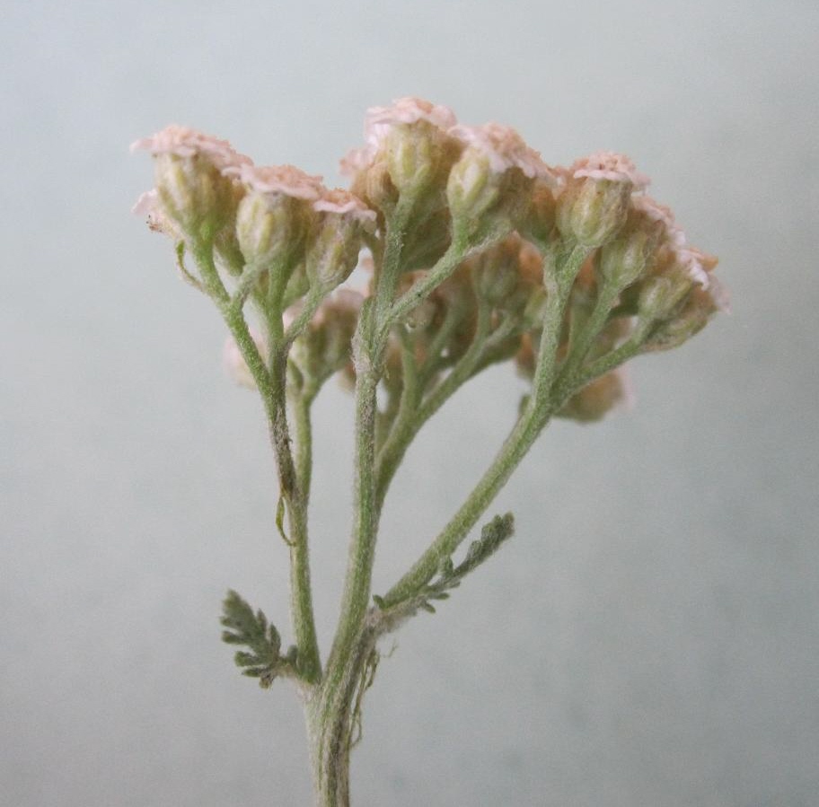 Image of Achillea nobilis specimen.