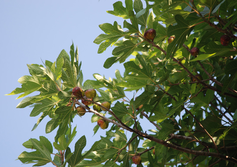 Image of Ficus carica specimen.