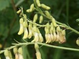 Astragalus membranaceus