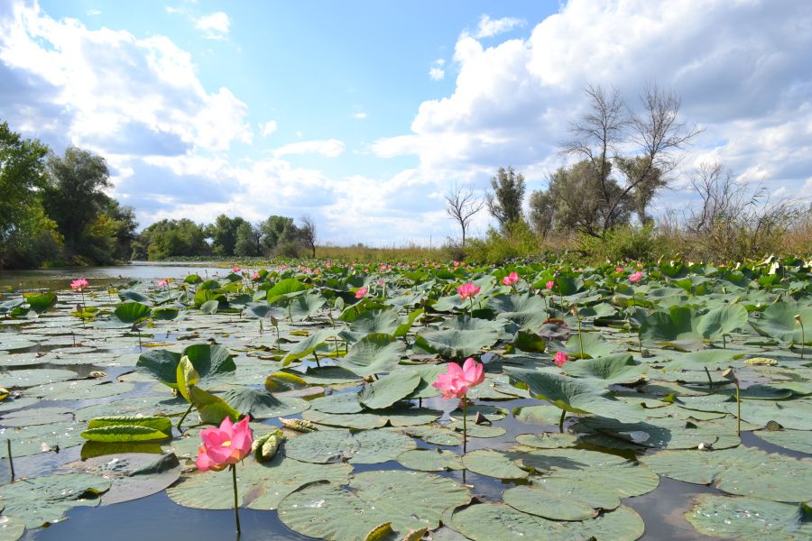 Image of Nelumbo caspica specimen.