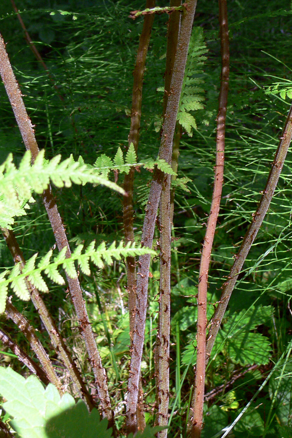 Изображение особи Athyrium filix-femina.