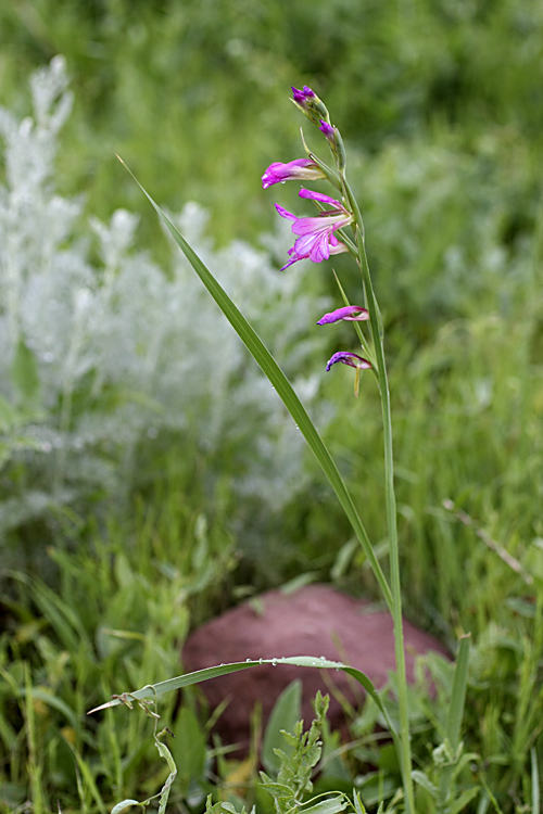 Image of Gladiolus italicus specimen.